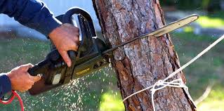 Best Emergency Tree Removal  in Newport, AR